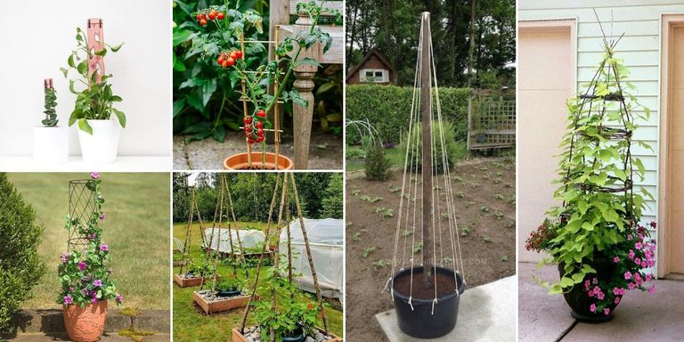 5807327 Potted Plant Trellis Ideas