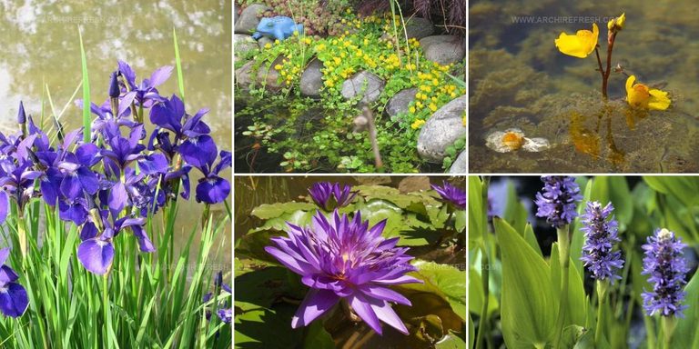 8243350 Aquatic Plants For Ponds