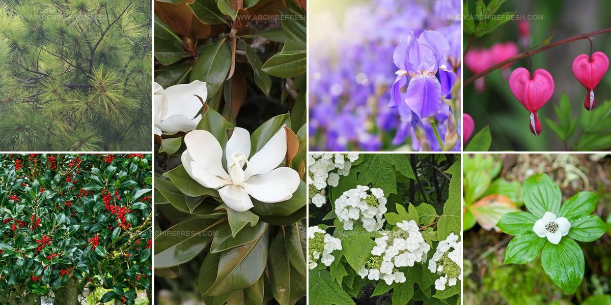 4483379 Acid Loving Plants For Gardens