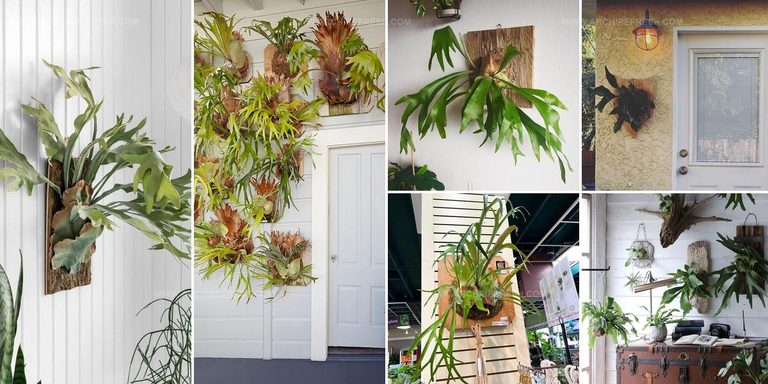 1836167 Mounted Staghorn Fern Ideas