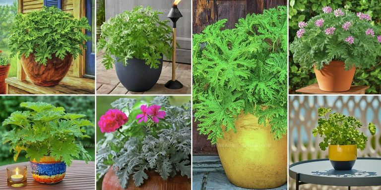 7132566 Citronella Plant Ideas