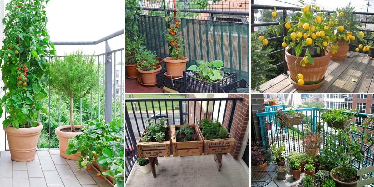 6120393 Edible Balcony Garden Ideas
