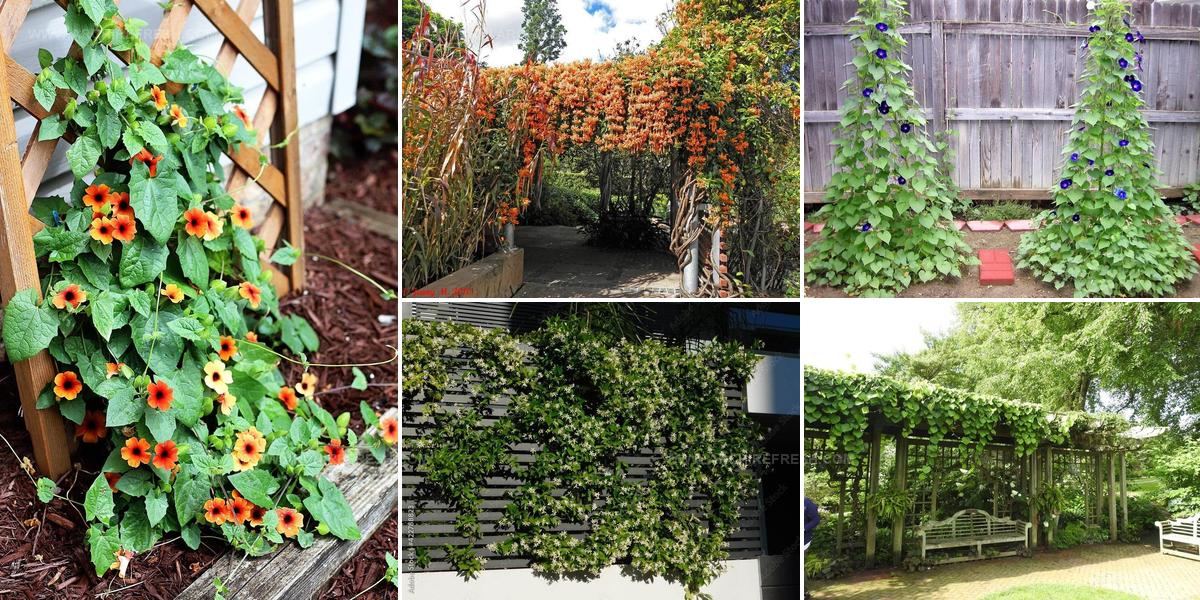 6593132 Vine Patio Ideas For Natural Shade