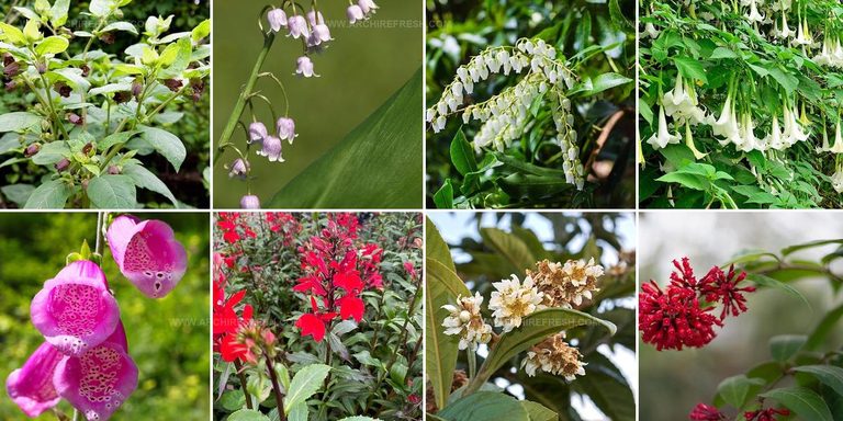 3540870 Poisonous Flower Ideas For Gardens