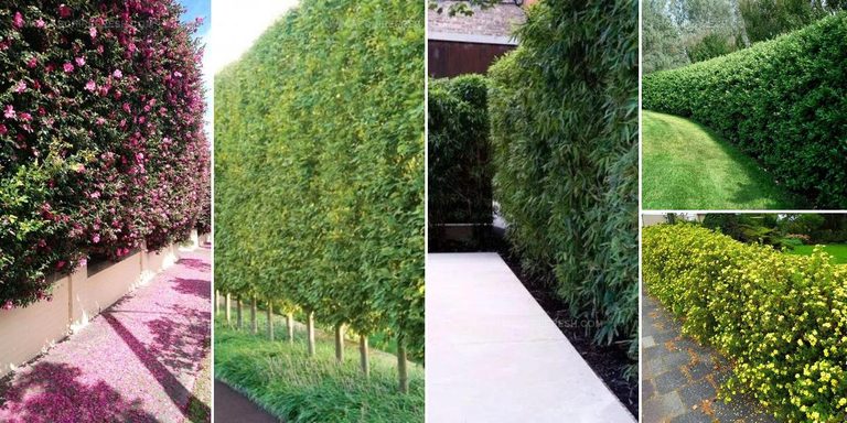 9715298 Living Fence Ideas