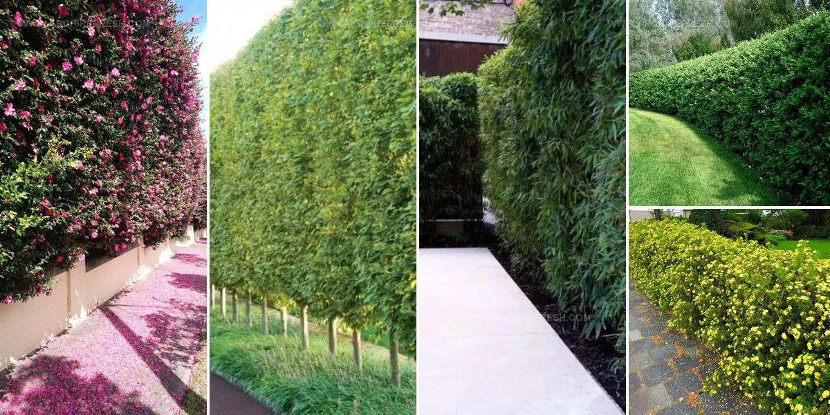 9715298 Living Fence Ideas