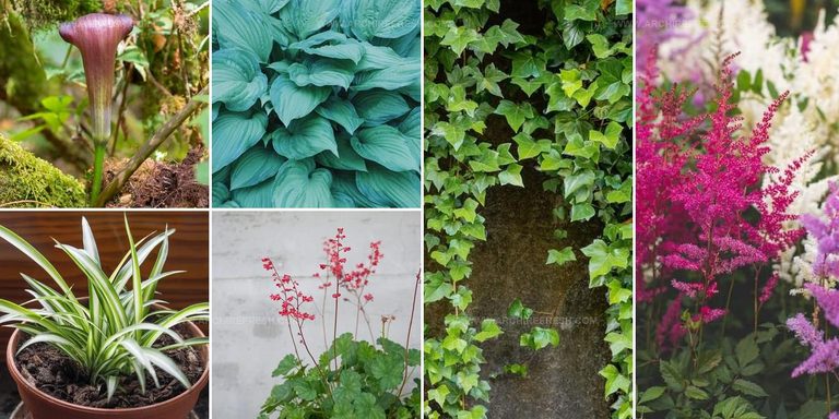 4123775 Full Shade Plant Ideas