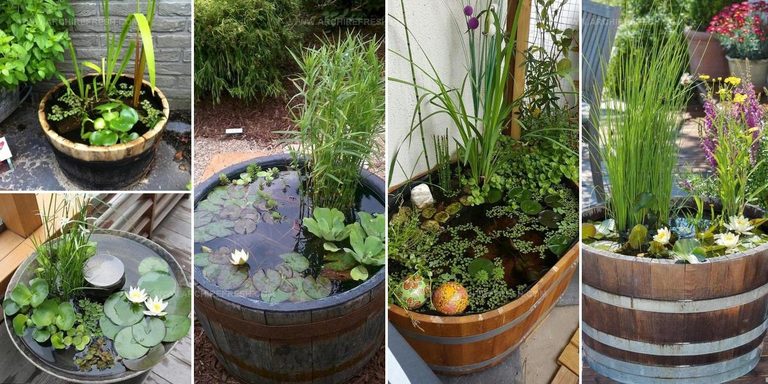 8854788 Container Water Garden Ideas