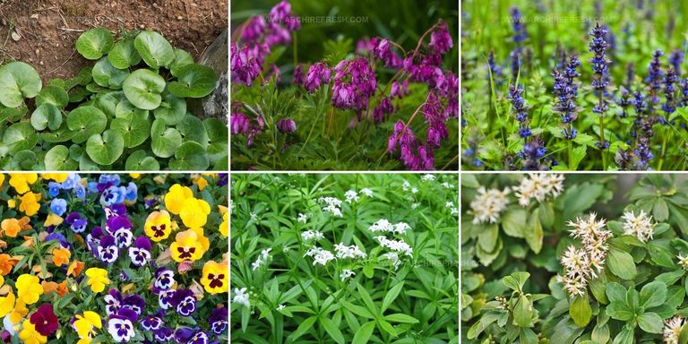 9640960 Outdoor Low Light Plants