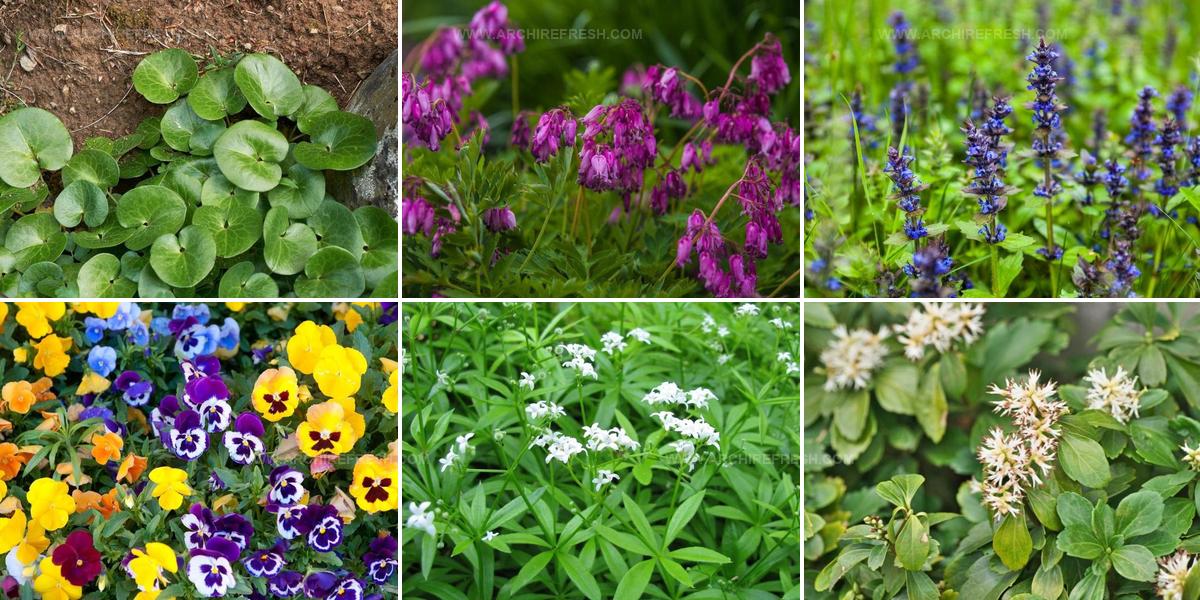 9640960 Outdoor Low Light Plants
