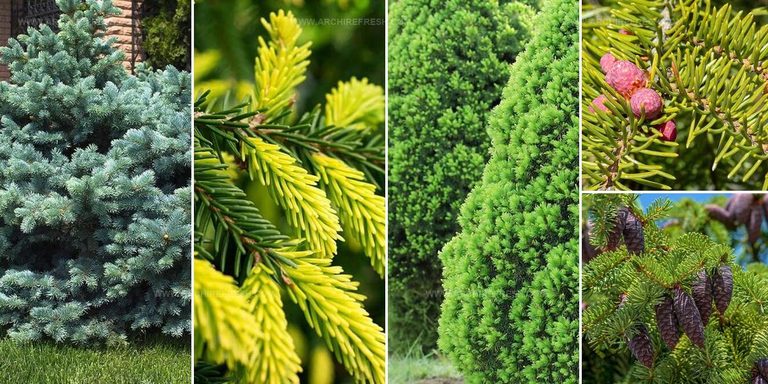4449199 Spruce Tree Types For Gardens