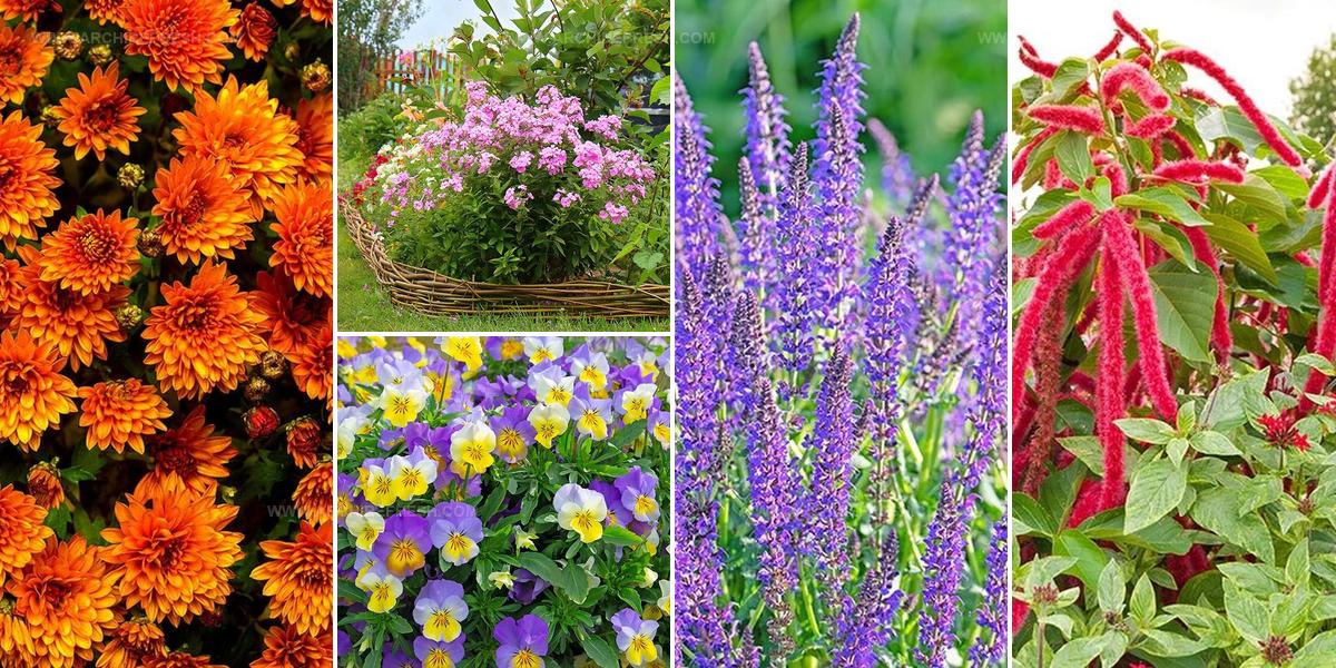 5709160 Fall Flower Ideas For Gardens
