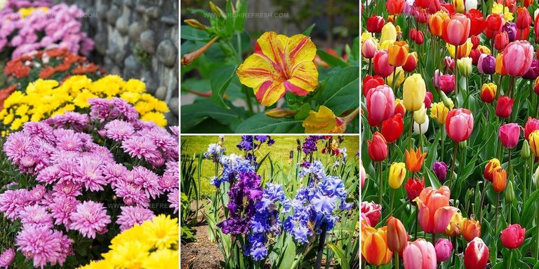 1345342 Rainbow Flower Ideas For Gardens