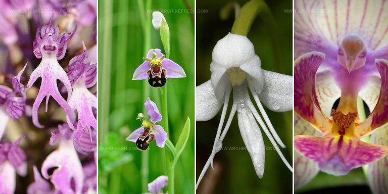5054502 Flower Ideas With Unusual Shapes