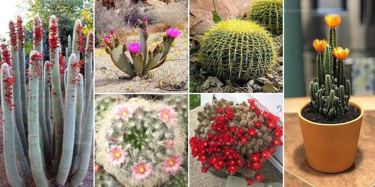 6160958 Flowering Cactus Plant Ideas