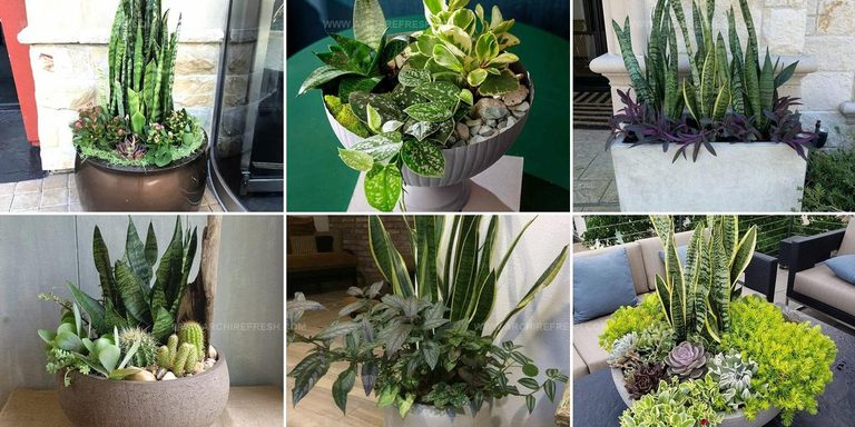 6384677 Snake Plant Container Combination Ideas