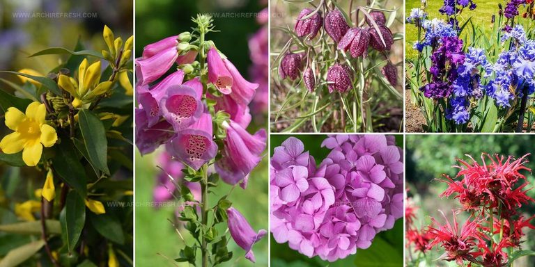5836944 Colorful Flower Ideas For Gardens