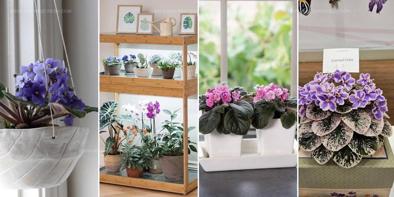 6183692 African Violet Display Ideas