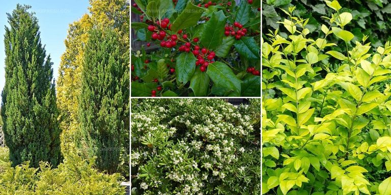 8548556 Fast Growing Privacy Shrubs