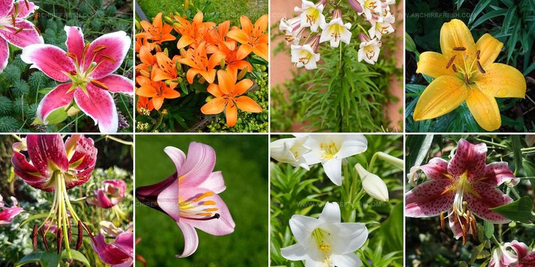 2651222 Lily Flower Ideas For Gardens