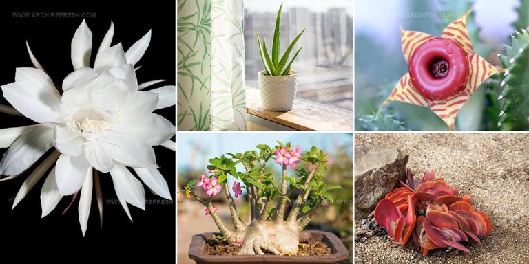 5101584 Low Maintenance Flowering Succulent Ideas