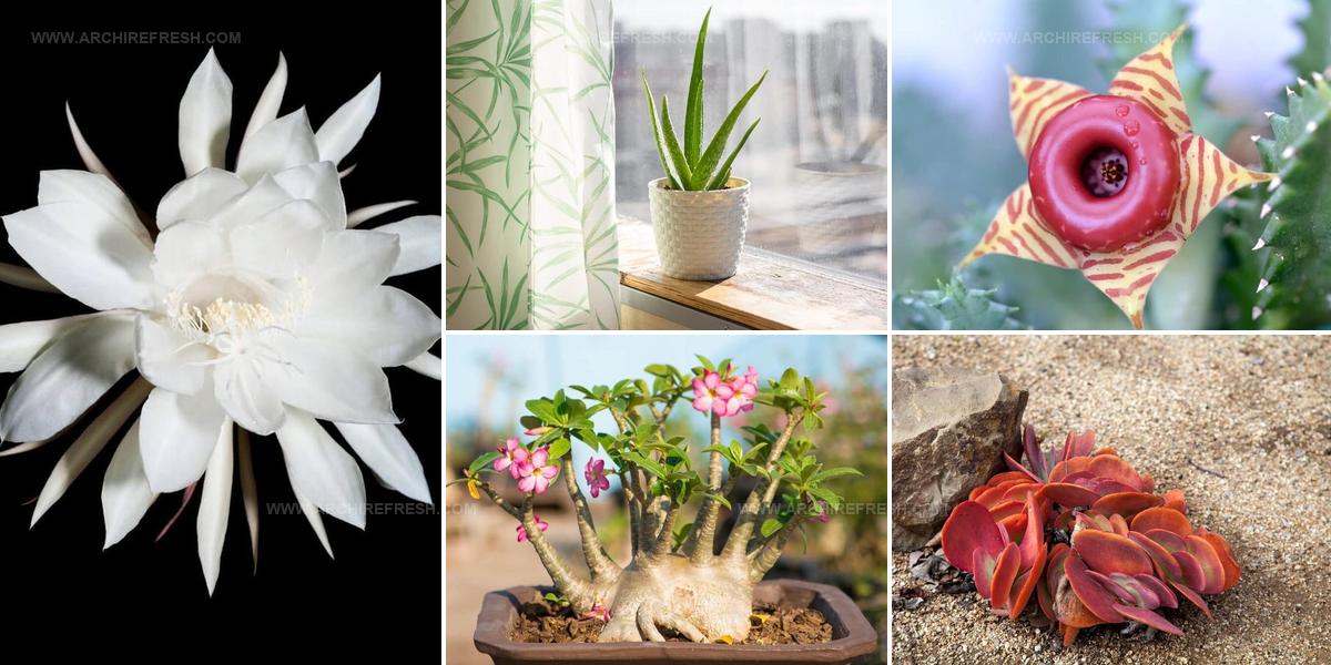 5101584 Low Maintenance Flowering Succulent Ideas