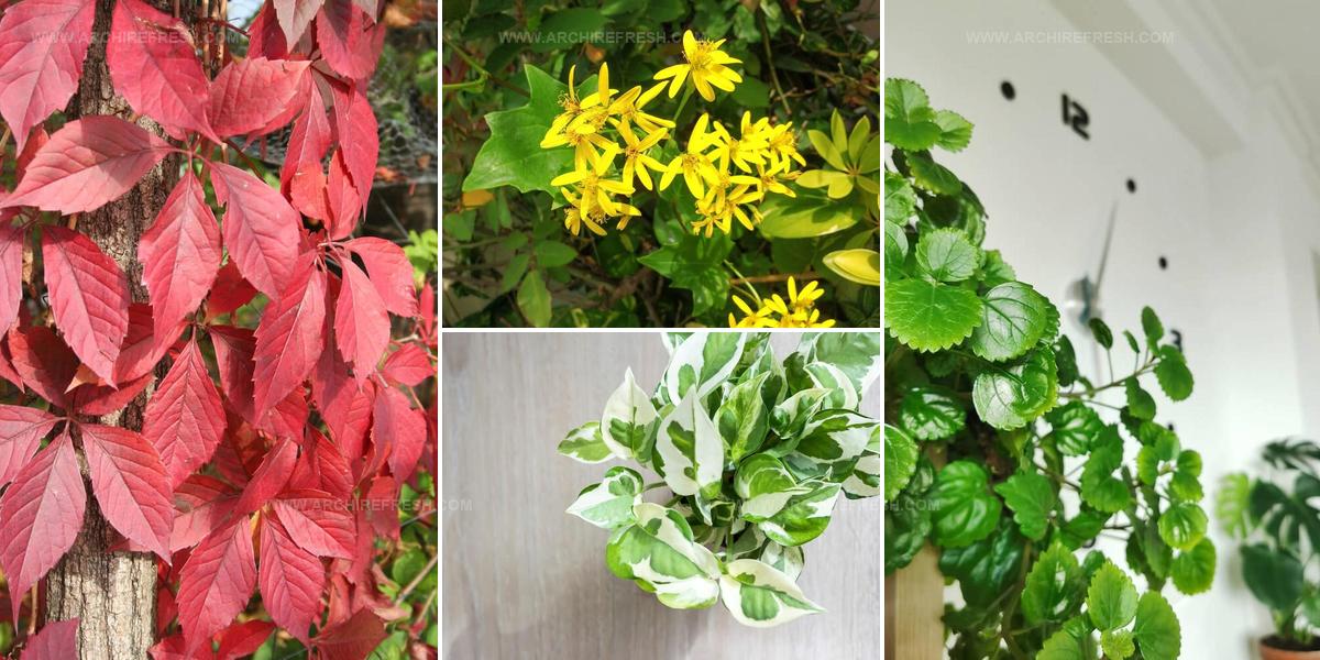 6084487 Ivy Plant Types For Foliage