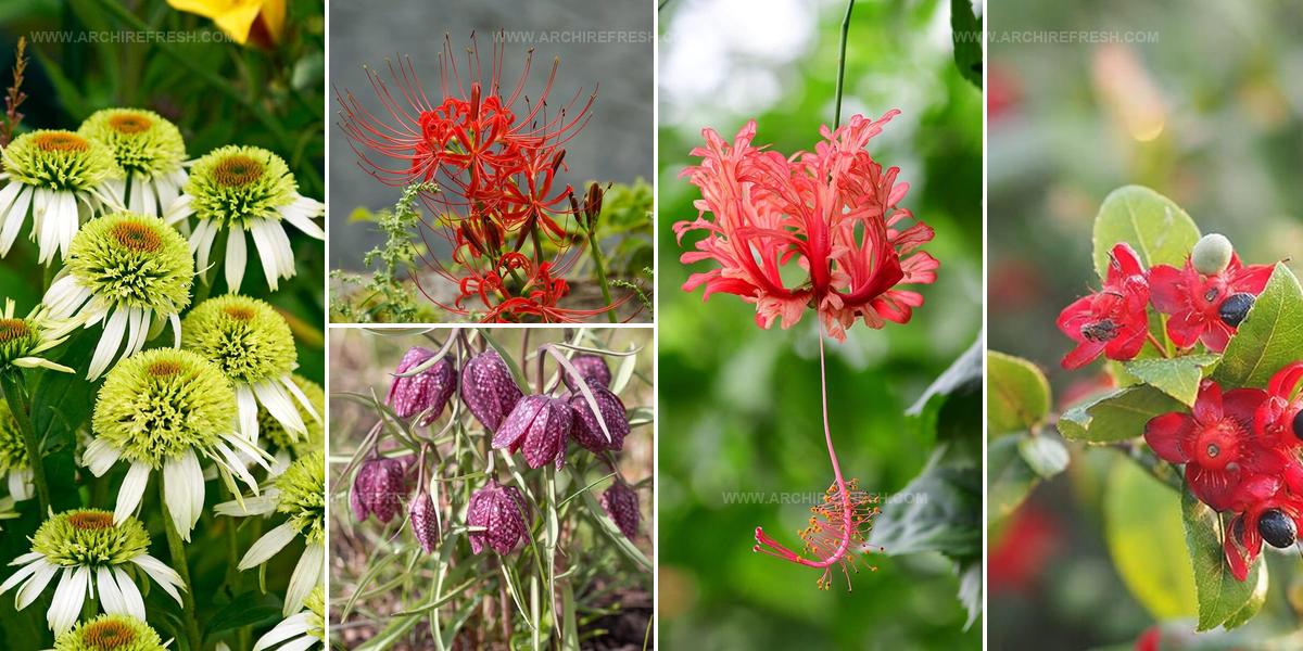 9712775 Unique Flower Ideas For Gardens