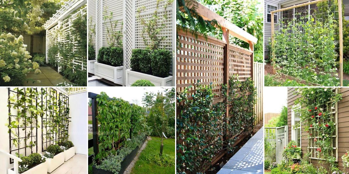 5096067 Garden Trellis Ideas And Tips