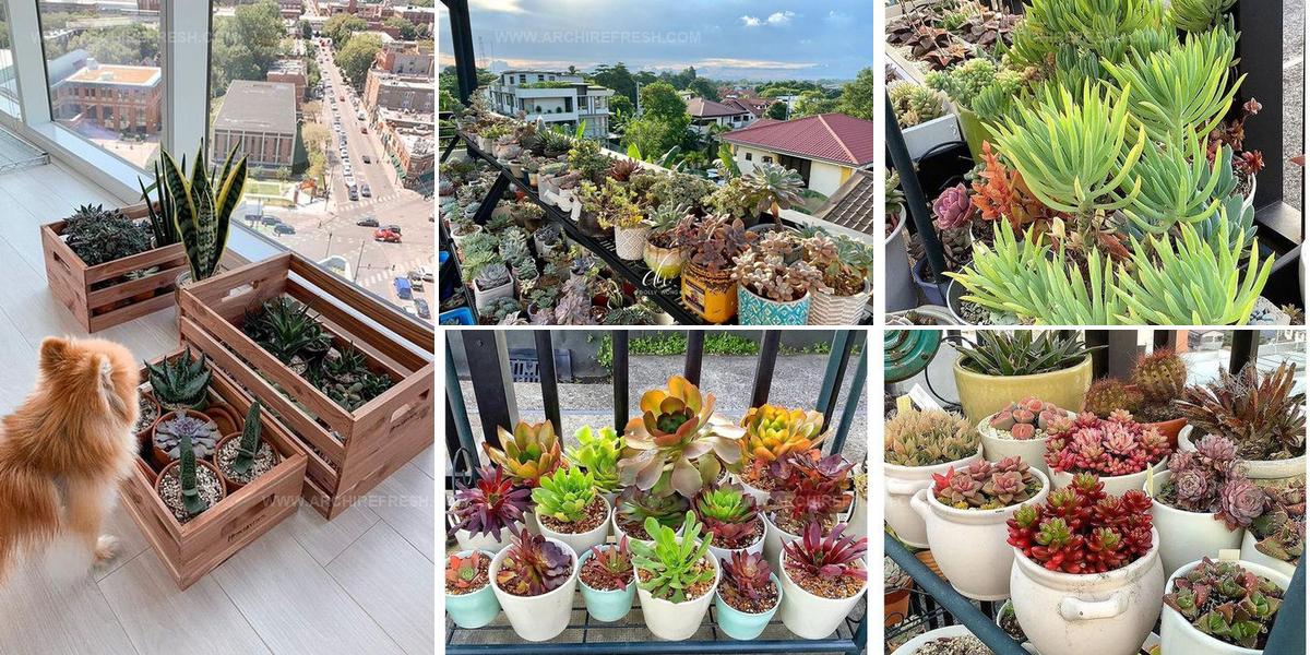 2855488 Balcony Succulent Garden Ideas