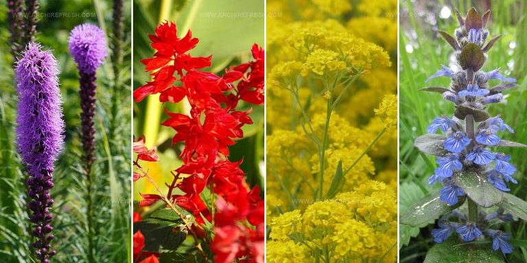1809968 Drought Tolerant Plant Ideas