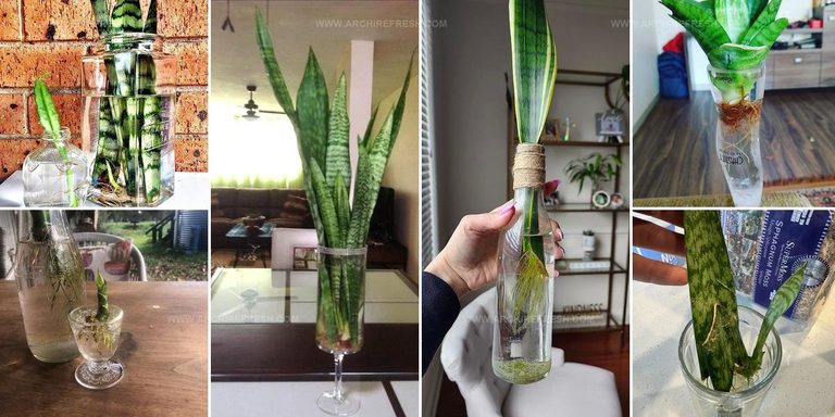4188617 Snake Plant Display Ideas