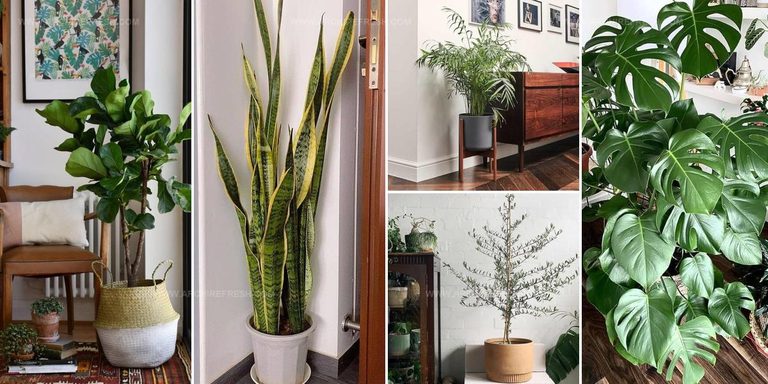 2420649 Big Houseplant Corner Inspiration