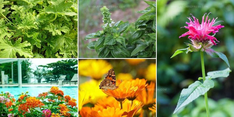 6116929 Mosquito Repelling Plant Ideas