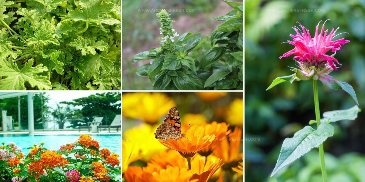 6116929 Mosquito Repelling Plant Ideas