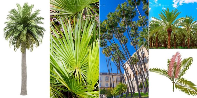3030372 Palm Tree Types For Tropical Gardens
