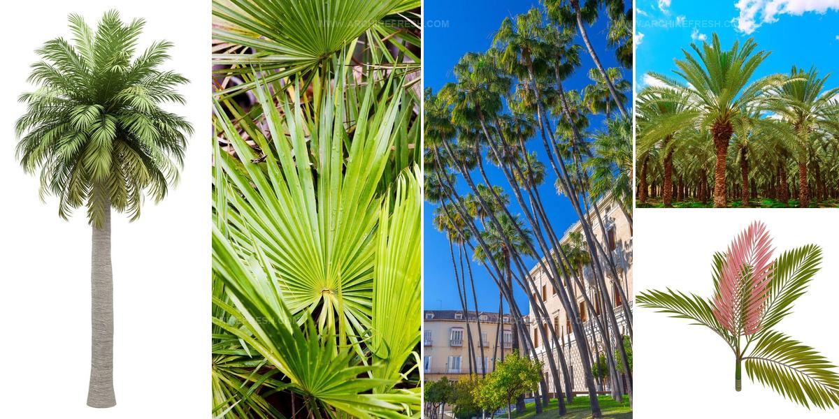 3030372 Palm Tree Types For Tropical Gardens
