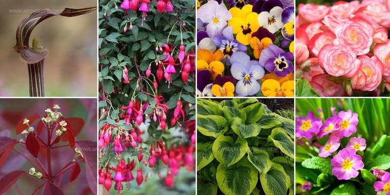 6449667 Colorful Shade Flower Ideas