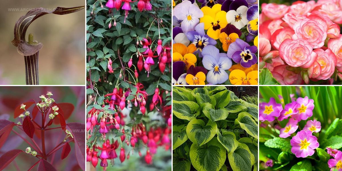 6449667 Colorful Shade Flower Ideas