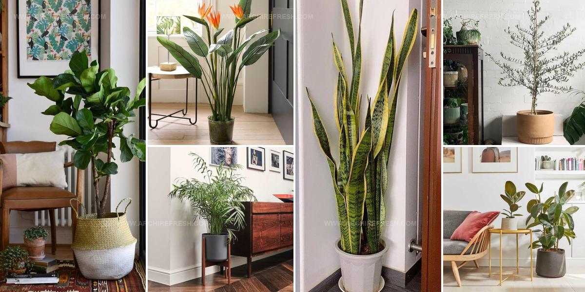 1990765 Big Houseplant Corner Styles