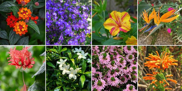 6120356 Tropical Flower Ideas For Gardens