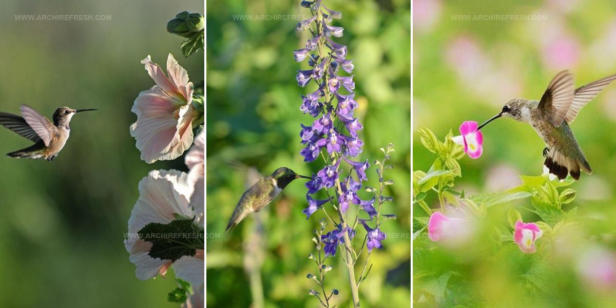 4452717 Hummingbird Garden Ideas