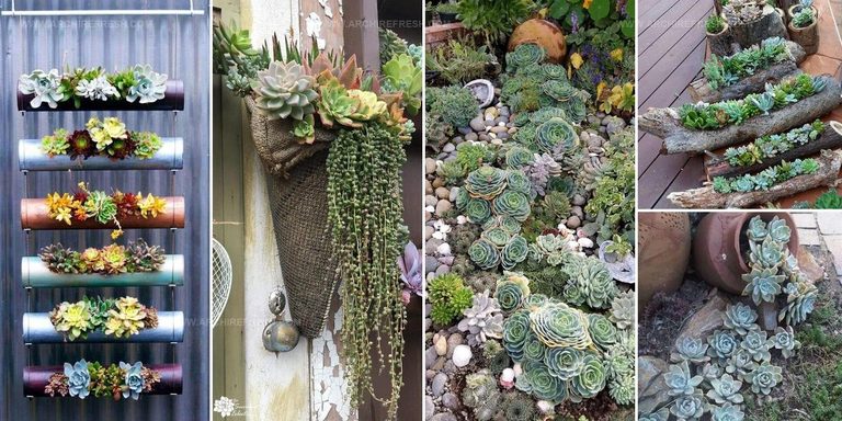 6596870 Succulent Porch Garden Inspiration