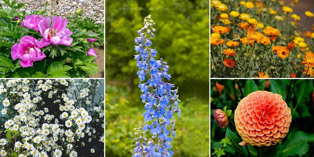 9729845 Summer Flower Ideas For Gardens