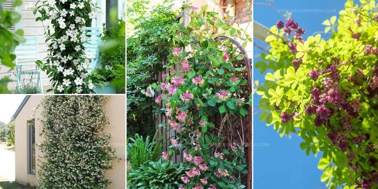 6264167 Fast Growing Vine Ideas