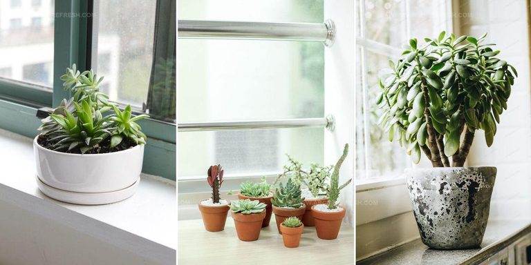 6486470 Succulent Windowsill Ideas