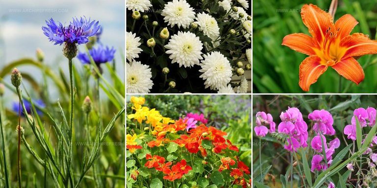 8836062 Flowers For Vegetable Gardens