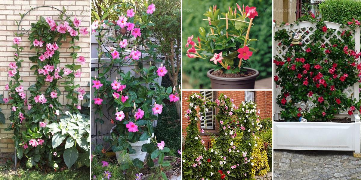 5899546 Mandevilla Trellis Ideas