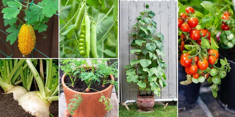 1133881 Vegetables To Grow In Pots