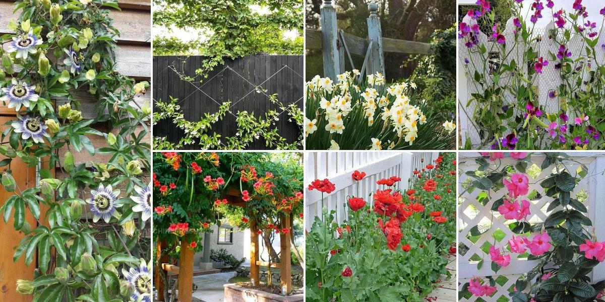 1269036 Flowered Garden Fence Ideas